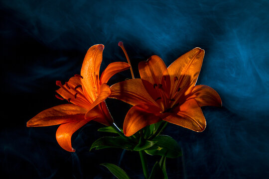 orange lily on black background