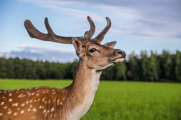 A male sika deer with branched antlers standing