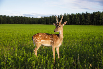 A female sika deer with antlers standing