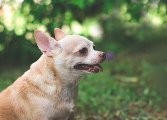 cute brown short hair chihuahua dog sitting  on green grass in the garden,smiling with his tongue out.
