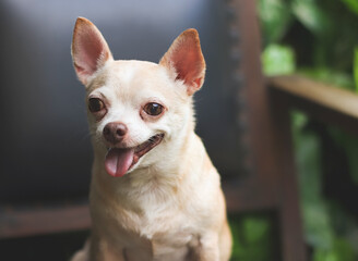 brown short hair chihuahua dog sitting on vintage chair in the garden.