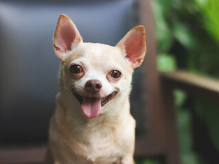 fat brown short hair  Chihuahua dog sitting on black vintage armchair in the garden,  smiling and looking at camera.