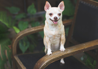 brown short hair  Chihuahua dog stadning  on black vintage armchair in the garden,  smiling and looking at camera.