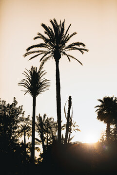 Palms over sunset
