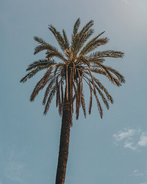 Palm over blue sky