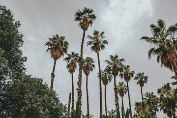 palm trees over cloudy sky