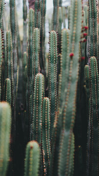 Cactuses with small depth of field