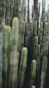 Cactuses with small depth of field