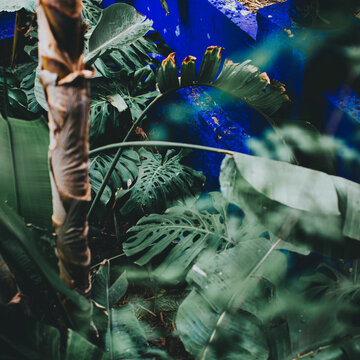 green jungle plants