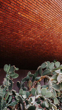 brick wall and cacti