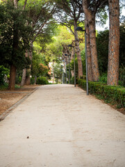 imagen de una calle asfaltada en un parque