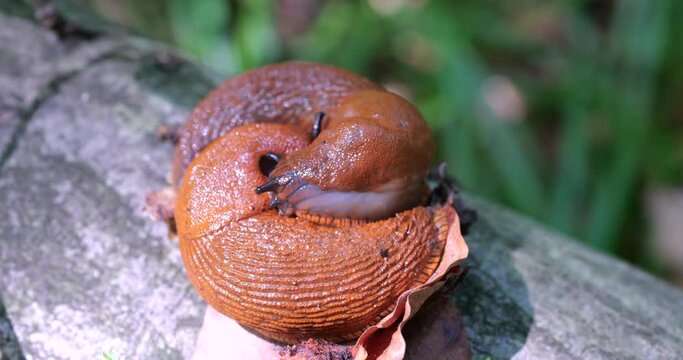 Red slug or Arion rufus in the summer forest. The process of reproduction. Shooting macro.