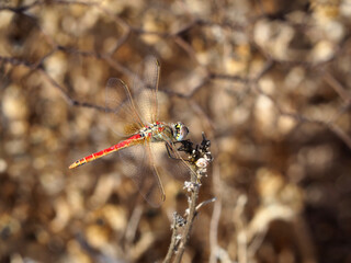 A red dragonfly sits on a dried branch