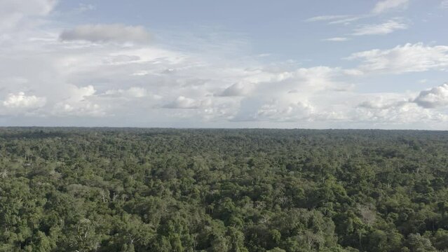 4k Aerial shot for amazon river and the rain forest in brazil rainforest. shot on MAVIC 2 PRO hasselblad rendered prores 422HQ D-log