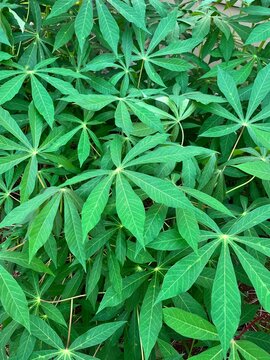 Cassava Leaves from Java Island in Indonesia