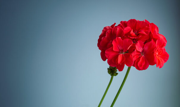 blooming red geranium flower on gray background with space for text