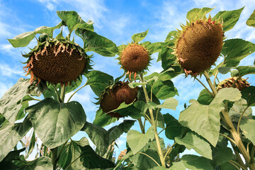 Ripe sunflowers, sunflowers, autumn harvest of sunflowers.