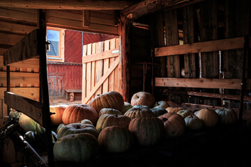Many ripe pumpkins on a wooden cart in a barn, autumn harvest of orange pumpkins, Halloween...