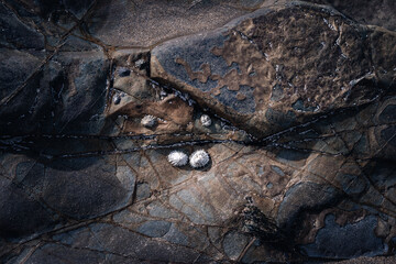 Sea life on an exposed rock