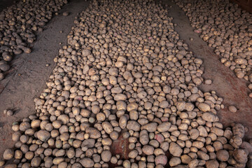 A lot of ripe potatoes on the floor, potato harvest, harvested potatoes in the village, autumn potato harvest. Potatoes.