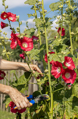 woman trimming mallow flowers with garden scissors in the garden (Corrected)