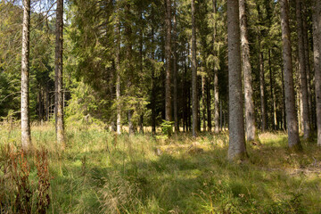 Les scolytes dans les épicéas 