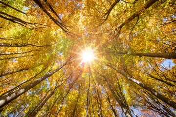 Herbst im Wald mit Sonne im Gegenlicht