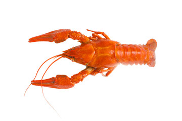 Delicious boiled crayfish isolated on white, top view