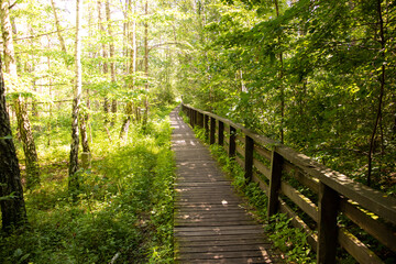 Summer landscape in the Kampinos National Park in Poland
