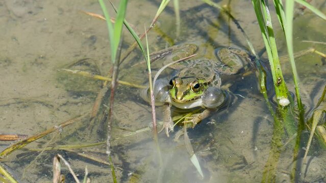 Male  black-spotted pond frog calling for love in a Japanese rice field , Dark-spotted frog crying for female frog  in a windy day ,frog breeding season concept