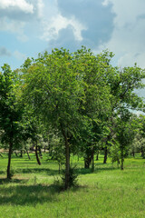 Fototapeta na wymiar Beautiful young trees with lush green foliage outdoors on sunny day
