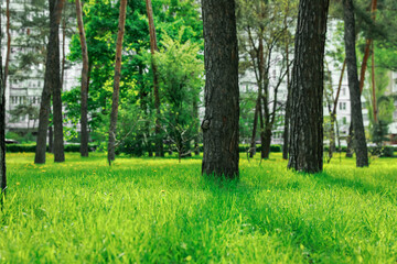 Obraz premium Beautiful landscape with trees and green grass in city park