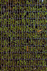 background of green squares