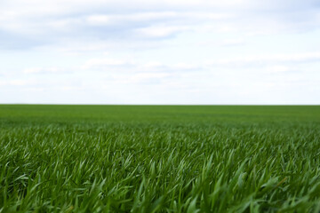 Fototapeta premium Agricultural field with young wheat seedlings on cloudy day