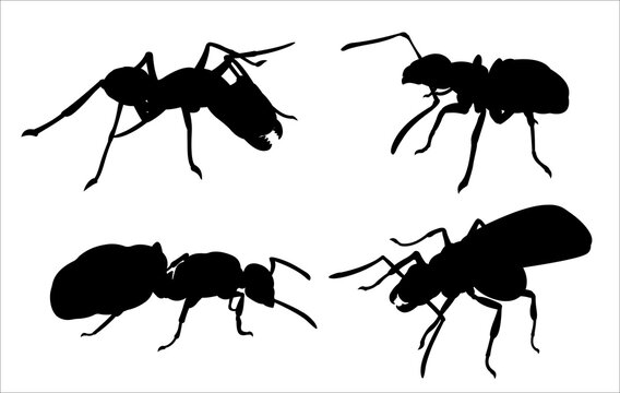 Beautiful monochrome vector illustration with four black ants silhouettes isolated on the white background