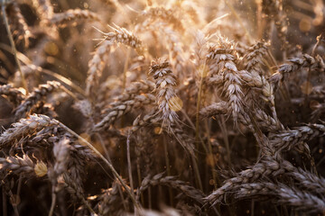 Fototapeta premium Ripe wheat ears in an agricultural field at harvest time, sunset time