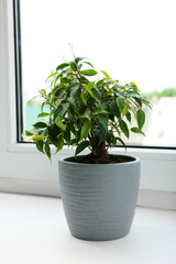 Ficus in pot on windowsill indoors. House plant