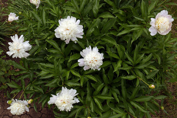 Beautiful blooming white peonies growing in garden, top view