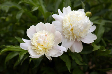 Beautiful blooming white peonies growing in garden, closeup