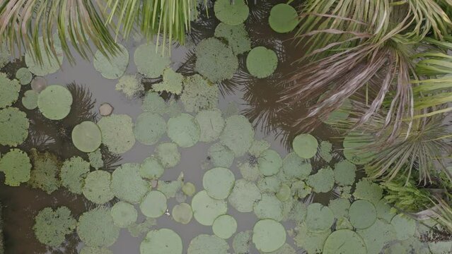 4k Aerial shot for amazon river and the rain forest in brazil rainforest. shot on MAVIC 2 PRO hasselblad rendered prores 422HQ D-log
