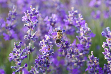 Closeup view of beautiful lavender flowers with bee in field