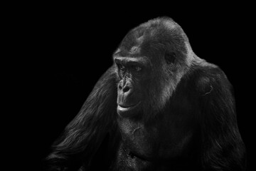 Close-up of adult Western lowland gorilla isolated on black background.