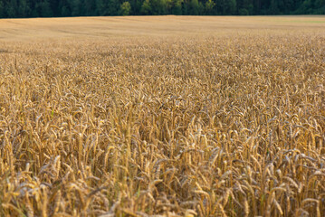 Field of ripe wheat, selective focus.