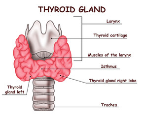 Illustration of human thyroid gland on white background