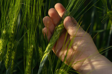 farming, a farmer's child checks the wheat, a field with wheat under the bright sun