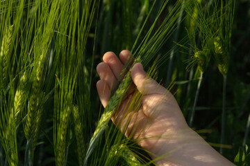 child holding an ear of wheat in a field of ripening wheat