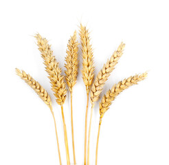 Dried ears of wheat on white background, top view