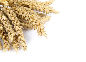 Dried ears of wheat on white background