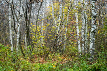 Grove with white birches in a dense forest.