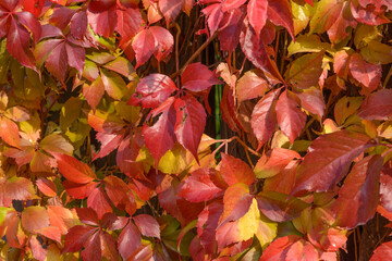 Colorful leaves of Virginia creeper in sunny autumn day.